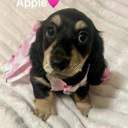 Apple (Ready Now) - Black and cream female Dachshund puppy in Jena, Louisiana from Amy’s Mini Doxies