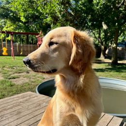 Daisy - Golden Retriever