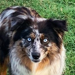 Ruger - Miniature Australian Shepherd