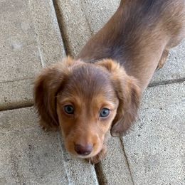 Romilda - Chocolate female Dachshund puppy in Englewood, Ohio from TS Dachshunds
