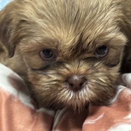 Shih Tzu Puppies from Staci Paysinger