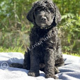 Goldendoodle and Labradoodle Puppies from Peace, Love, and Doodles