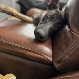 Belgian Malinois and xDutch Shepherd Puppies from Ruach Kaizen Malinois