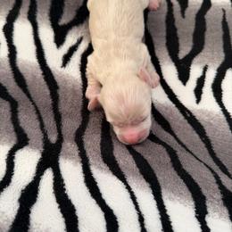 Female 1 - Cream female Dachshund puppy in Martinsville, Virginia from Martin’s Doxies