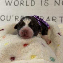 Australian Shepherd Puppies from Colorful Dreamers Australian Shepherds