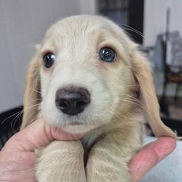 Audrey - Cream female Dachshund puppy in Randolph, Texas from Spindle's Little Treasures