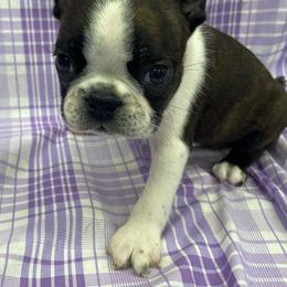 Percy - Black brindle and white male Boston Terrier puppy in Fillmore, Illinois from Wind Hill Puppies