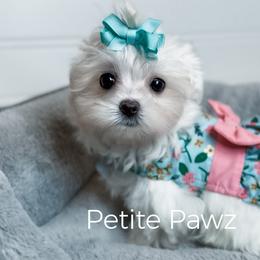 Olivia - White female Maltese puppy in Tampa, Florida from Petite Pawz