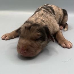 Boy 3 - Blue merle male Australian Shepherd puppy in New Boston, New Hampshire from Painted Pup Australian Shepherds