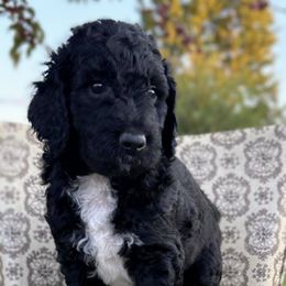 Joey - Black male Goldendoodle puppy in Berwick, Pennsylvania from Wright’s Wiggle Butts