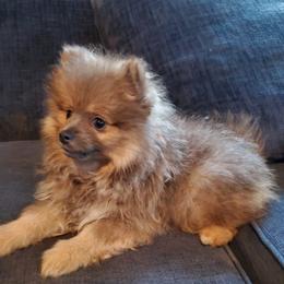 Olivia - Lavender female Pomeranian puppy in Bellevue, Iowa from Fluffy Wonders Poms and Doodles