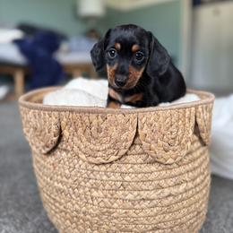 Dash - Black and tan male Dachshund puppy in Toledo, Illinois from Mountjoy Dachshunds
