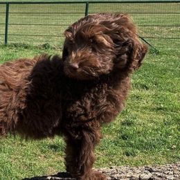 Australian Labradoodles from Janet Gentleman-Ingersoll's Australian Labradoodles