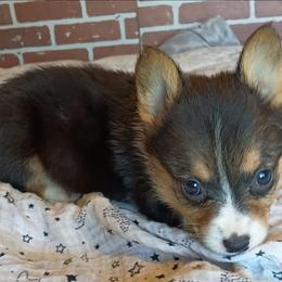 Lilly - Black and tan female Pembroke Welsh Corgi puppy in Checotah, Oklahoma from Skoal Creek Corgi's