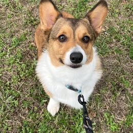Pembroke Welsh Corgis from DandyLyons Corgis