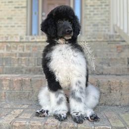 Poodle puppies from Mahalo Meadow Farm
