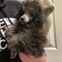 Boy 1 - Poodle puppy from C & C Texas Toy Poodles