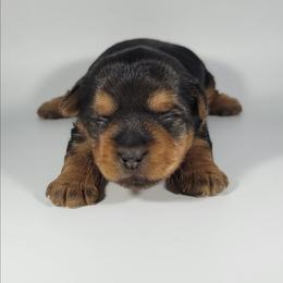 Tan collar girl - Black and tan female Yorkshire Terrier puppy in Jacksonville, Florida from Yorkieology