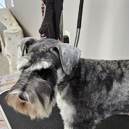 Cami - Miniature Schnauzer