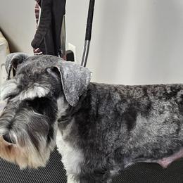 Cami - Miniature Schnauzer