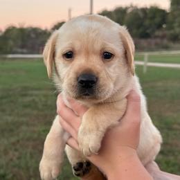Oakley - Yellow male Labrador Retriever puppy in Garnett, Kansas from Timberland Creek Labradors