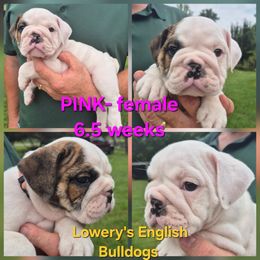 PINK - White female Bulldog puppy in Walhalla, South Carolina from Lowery's English Bulldogs