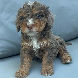 Boy 4 - Chocolate merle male Bernedoodle puppy in Los Angeles, California from Bernied00dle Love