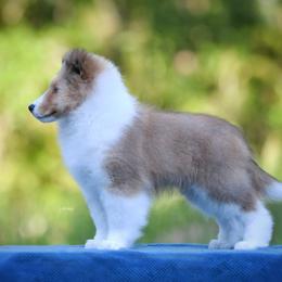 Shetland Sheepdog puppies from Cathance Shetland Sheepdogs