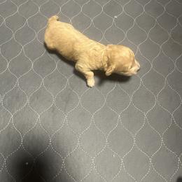 Lady B - Brown female Poodle puppy in Jackson, Georgia from Cuddle Buddy Pups by Tee
