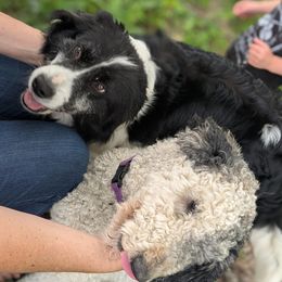Bordoodle puppies from Indiana Bordoodles