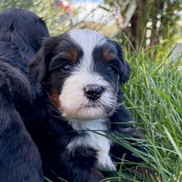 Jyn - Tri-color female Bernedoodle puppy in Ogden, Utah from Salty Point Doodles