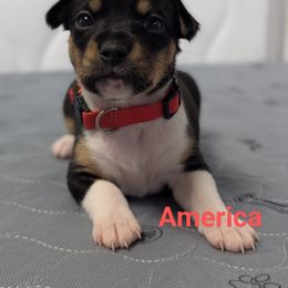 Rat Terrier puppies from Forest Grove Rat Terriers