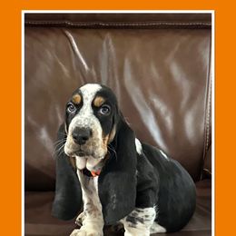 Boy 1 - Black white and brown Basset Hound puppy in Columbia, South Carolina from Pawmetto Hounds