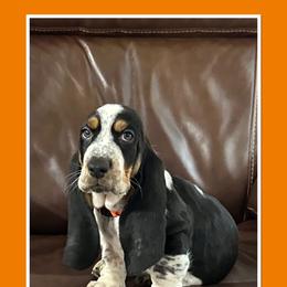 Boy 1 - Black white and brown Basset Hound puppy in Columbia, South Carolina from Pawmetto Hounds