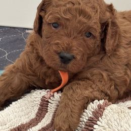 Goldendoodle Puppies from Ginger Doodles