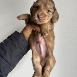 Boy 1-Dapple - Dapple male Dachshund puppy in Rio, Wisconsin from Three K Miniature Dachshunds