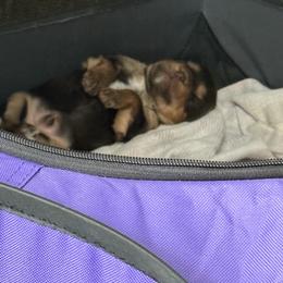 Boy 1 - Chocolate and tan male Yorkshire Terrier puppy in Grove Hill, Alabama from Huntington Yorkies
