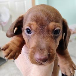 Mace - Chocolate and tan male Dachshund puppy in Windom, Minnesota from Wyrmhund Dachshunds