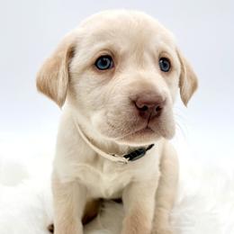 Americano - Yellow male Labrador Retriever puppy in Illinois from Urbane Retrievers