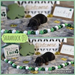 Shamrock - Black and tan female Dachshund puppy in Indianapolis, Indiana from Homegrown Hoosier Kennels