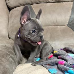 Purple collar - Blue female French Bulldog puppy in Humble, Texas from Mary_Lands_dog_kennels