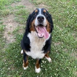 Bernedoodles and Goldendoodles from WaggingTailz