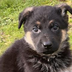 German Shepherds from Leveren K9s