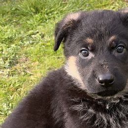 German Shepherds from Leveren K9s
