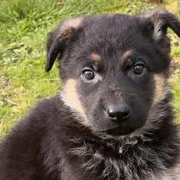 German Shepherds from Leveren K9s
