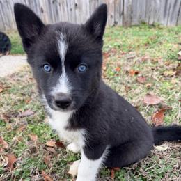Abby - Black and white female Pomsky puppy in La Vergne, Tennessee from Atencio Pomsky