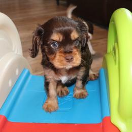 Fudge - Chocolate male Cavalier King Charles Spaniel puppy in Gulfport, Mississippi from Gulf Coast Cavaliers