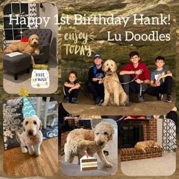 Goldendoodle Puppies from Lu Doodles