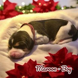 Maroon Collar - Boy - Tri-colored male Treeing Walker Coonhound puppy in Lovelady, Texas from 3 Color’s Kennel Walker Division