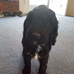 Poodle Puppies from Bouquet of Poodles